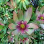 Leucadendron TINCTUM Garden Ornamental Plants - 5 Seeds