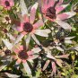 Leucadendron TINCTUM Garden Ornamental Plants - 5 Seeds