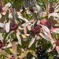 Leucadendron TINCTUM Garden Ornamental Plants - 5 Seeds