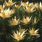 Leucadendron ULIGINOSUM Garden Ornamental Plants - 5 Seeds Leucadendron ULIGINOSUM Garden Ornamental Plants - 5 Seeds