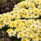 Leucanthemum superba Banana Cream Shasta Daisy Flower - 100 Seeds