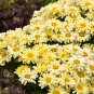 Leucanthemum superba Banana Cream Shasta Daisy Flower - 100 Seeds