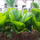 Licuala grandis Palm Tropical Evergreen Fan-Shaped - 10 Seeds