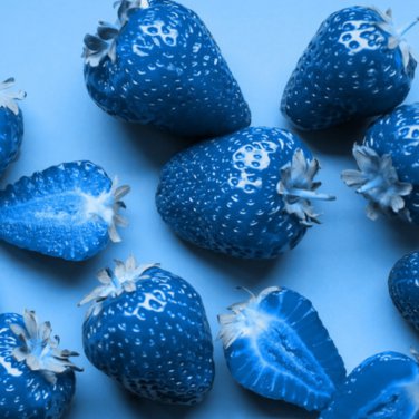Light Blue Strawberry Hybrid Giant Juicy Potted Fruit - 300 Seeds