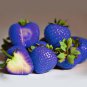Light Blue Strawberry Hybrid Giant Juicy Potted Fruit - 300 Seeds