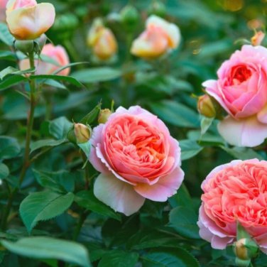 Light Fragrant 'Garnet' Rose Bonsai Flowers - 50 Seeds