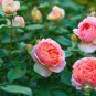 Light Fragrant 'Garnet' Rose Bonsai Flowers - 50 Seeds