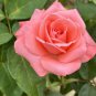 Light Fragrant 'Garnet' Rose Bonsai Flowers - 50 Seeds