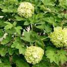 Light Green Peony Tree Flower Seeds ball type big blooms garden plants - 5 Seeds Light Green Peony Tree Flower Seeds ball type big blooms garden plants - 5 Seeds