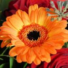 Light Orange African Gerbera Jamesonii Transvaal Daisy - 100 Seeds