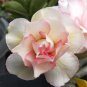 Light Pink Aniumde Obesum Desert Rose - 2 Seeds