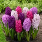 Light Purple Hyacinth Bulb - 1 Seeds Light Purple Hyacinth Bulb - 1 Seeds