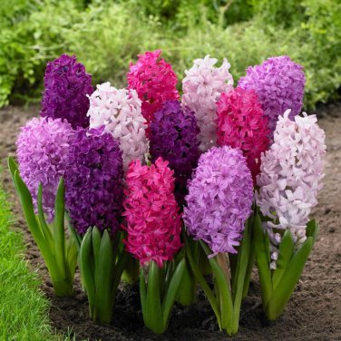 Light Purple Hyacinth Bulb - 1 Seeds