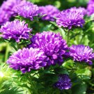 Light Purple White Color Chrysanthemum - 100 Seeds Light Purple White Color Chrysanthemum - 100 Seeds