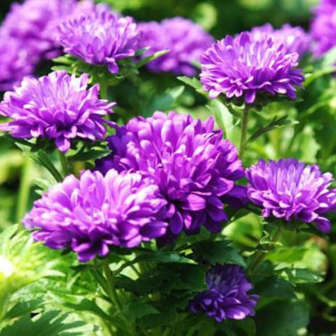 Light Purple White Color Chrysanthemum - 100 Seeds