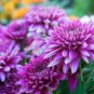Light Purple White Color Chrysanthemum - 100 Seeds