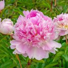 Light Purplish Pink Peony Flower - 5 Seeds