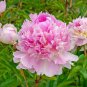 Light Purplish Pink Peony Flower - 5 Seeds