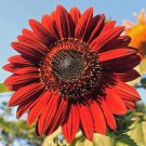 Light Red Sunflower Ornamental Garden Flower - 6 Seeds Light Red Sunflower Ornamental Garden Flower - 6 Seeds