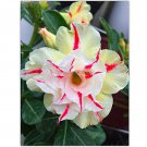 Light Yellow White Adenium Obesum Desert Rose with Red Strip - 2 Seeds Light Yellow White Adenium Obesum Desert Rose with Red Strip - 2 Seeds
