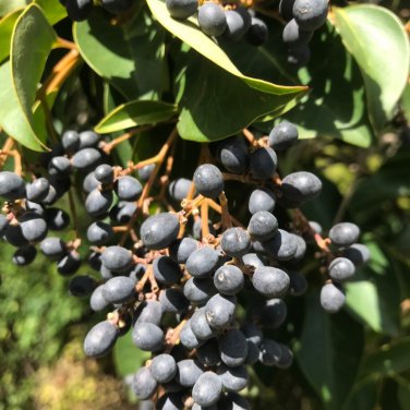 Ligustrum Lucidum Semente Plant Glossy Privet Tree for Nv Zhen - 100 Seeds