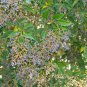Ligustrum Lucidum Semente Plant Glossy Privet Tree for Nv Zhen - 100 Seeds