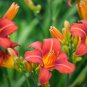 Lilium Brownii Heirloom Lily Perennial Flower - 100 Seeds