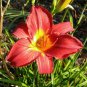 Lilium Brownii Heirloom Lily Perennial Flower - 100 Seeds
