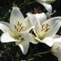 Lilium Lily Flower Fragrant Perennial Flower Cheap Optimized