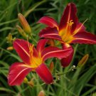 Lily Daylily Bonsai Unique - 50 Seeds Lily Daylily Bonsai Unique - 50 Seeds