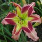 Lily Daylily Bonsai Unique - 50 Seeds