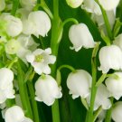 Lily of The Valley Flower Bonsai - 100 Seeds