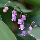Lily of The Valley Flower Bonsai, Bell Orchid Bonsai Plants - 100 Seedss Lily of The Valley Flower Bonsai, Bell Orchid Bonsai Plants - 100 Seedss