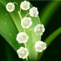 Lily of The Valley Flower Bell Orchid Rich Aroma Bonsai Flower