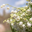Lily of The Valley Flowers - 10 Seeds Lily of The Valley Flowers - 10 Seeds