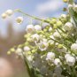 Lily of The Valley Flowers - 10 Seeds