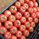 'Lingyue' Pink Tomato Hybrid - 5 Seeds