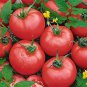 'Lingyue' Pink Tomato Hybrid - 5 Seeds