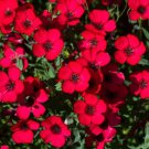 Linum Grandiflorum Bonsai Plant DIY Home Garden Flower Bonsai - 50 Seed