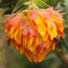 Liparia splendens Flower eeds Mountain Dahlia Flowering Plant - 2 Seeds Liparia splendens Flower eeds Mountain Dahlia Flowering Plant - 2 Seeds