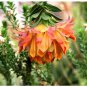 Liparia splendens Flower eeds Mountain Dahlia Flowering Plant  - 2 Seeds