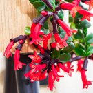 Lipstick Flower - 15 Seeds Lipstick Flower - 15 Seeds