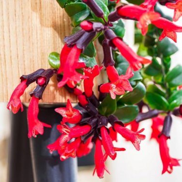 Lipstick Flower - 15 Seeds