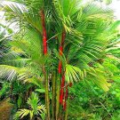 Lipstick Palm Cyrtostachys Renda Tree - 10 Seeds