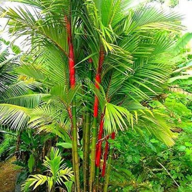 Lipstick Palm Cyrtostachys Renda Tree - 10 Seeds