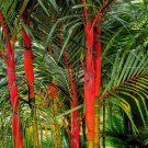 Lipstrick Palm Cyrtostachys - 100 Seeds