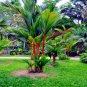 Lipstrick Palm Cyrtostachys - 100 Seeds