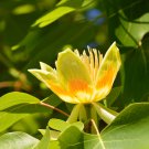 Liriodendron Tulipifera - 100 Seeds