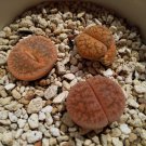 LITHOPS aucampiae C46 Succulents Garden Plants - 100 Seeds LITHOPS aucampiae C46 Succulents Garden Plants - 100 Seeds