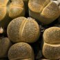 LITHOPS aucampiae C46 Succulents Garden Plants - 100 Seeds